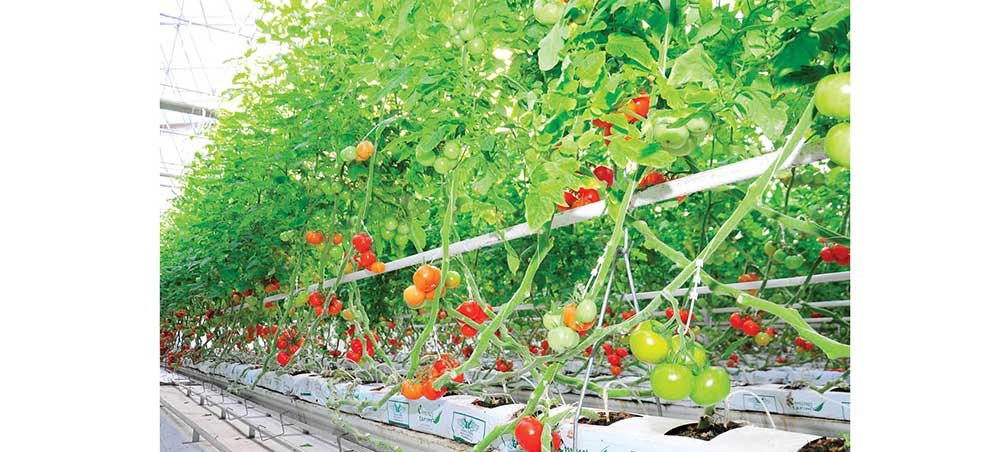 Bereketli hasyl ýetişdirilýär