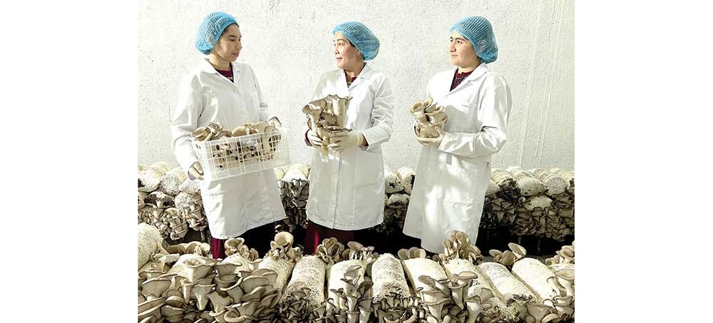 Kömelegiň bereketli hasyly