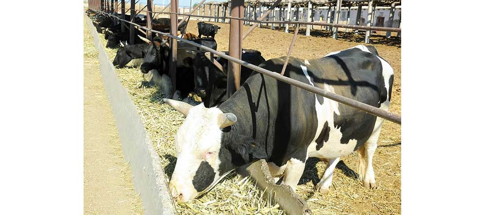 Önüm bolçulygy ugrunda