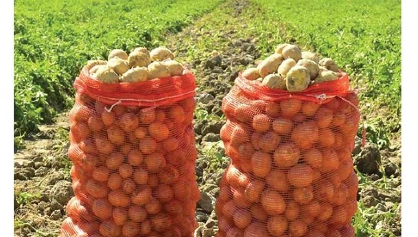 Ýeralmanyň bol hasyly