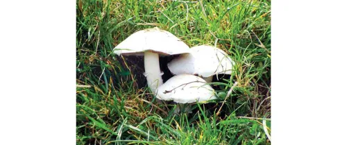Kömelek — hem tagam, hem şypa