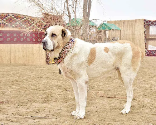 Türkmen alabaý itler